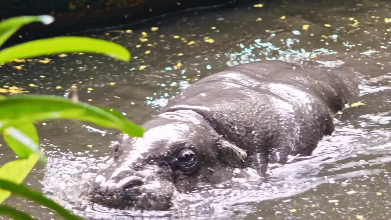 The Hippo That Broke the Internet, a animals video made with Heydit